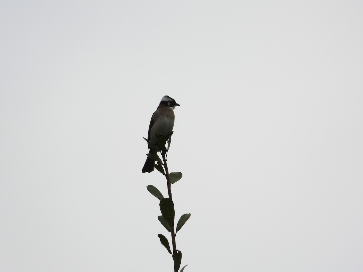 Light-vented Bulbul - ML646332294
