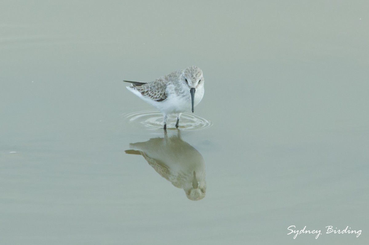 西濱鷸 - ML646332296