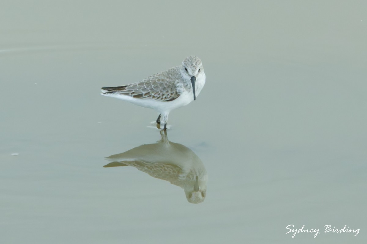 西濱鷸 - ML646332297