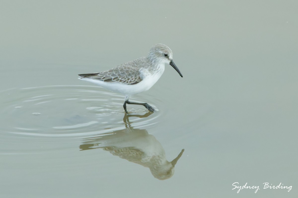 西濱鷸 - ML646332298