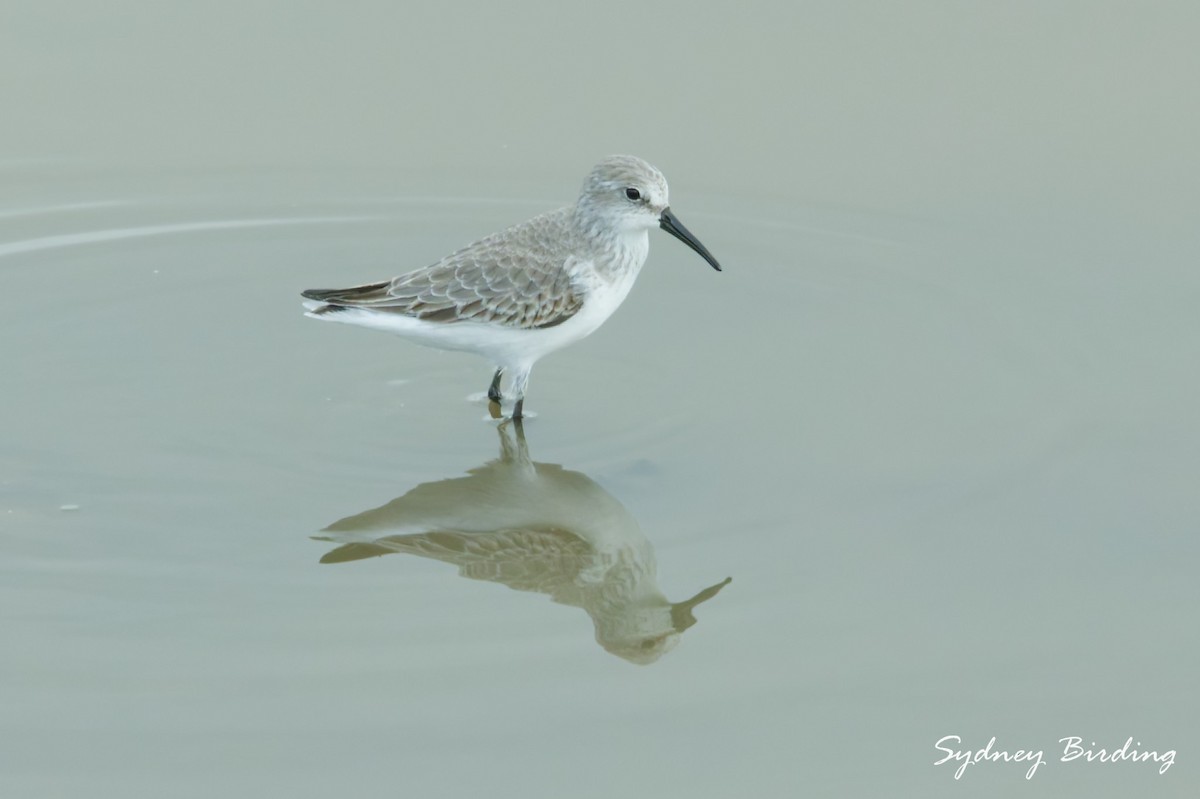 西濱鷸 - ML646332299