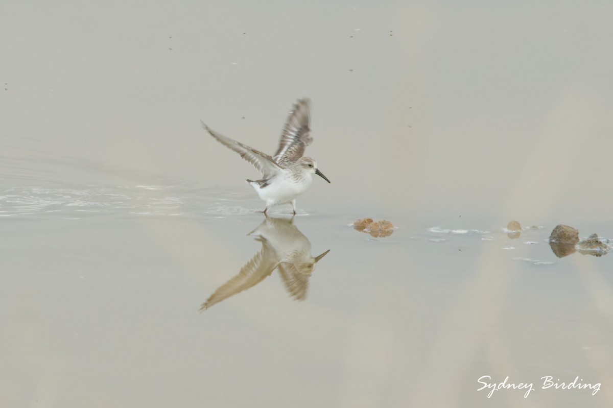 西濱鷸 - ML646332301