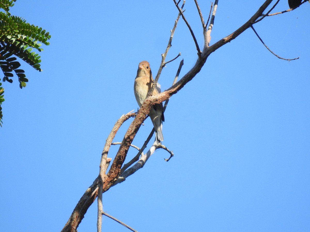 Passerin indigo - ML646332303