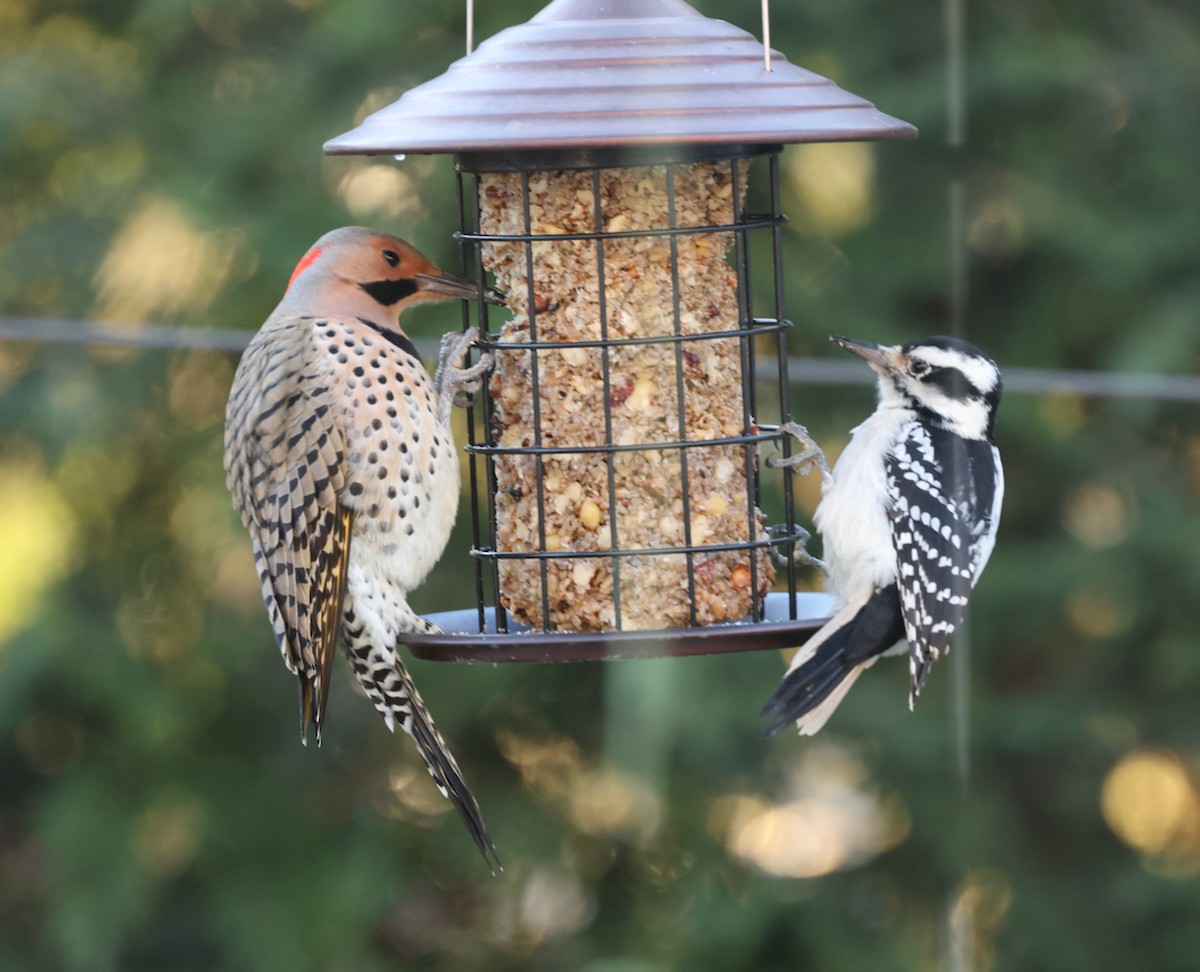 gullspett (auratus/luteus) - ML646332304