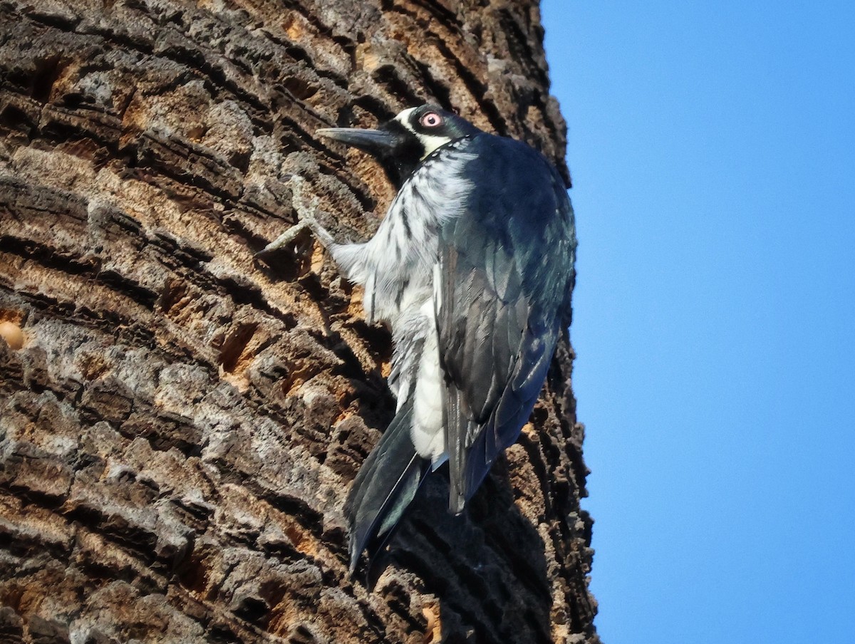 Acorn Woodpecker - ML646332307