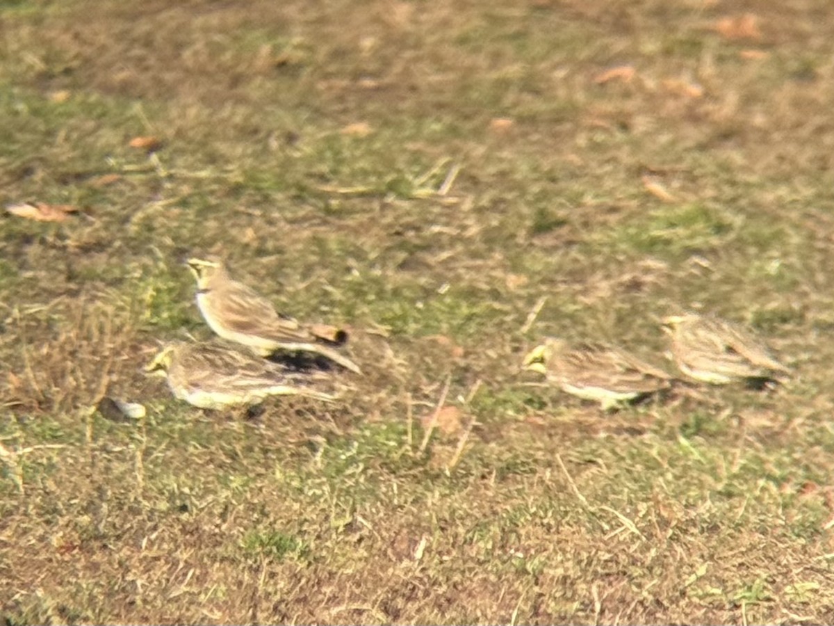 Horned Lark - ML646332308