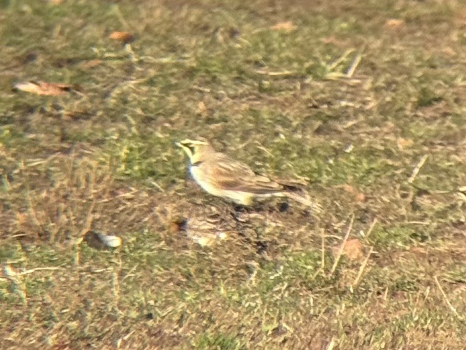 Horned Lark - ML646332309