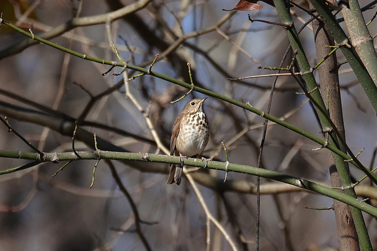 Hermit Thrush - ML646332310