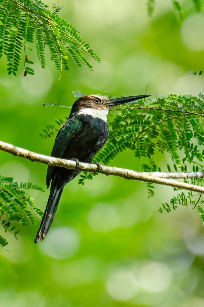 Paradise Jacamar - ML646332311