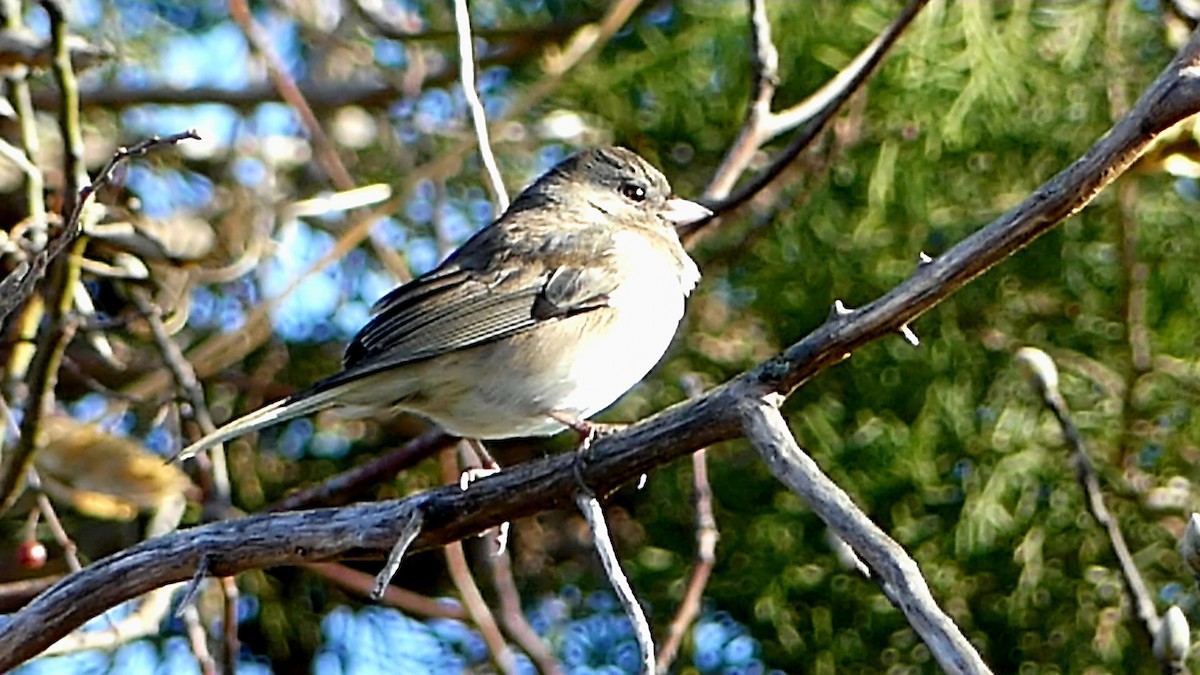 Dark-eyed Junco - ML646332312