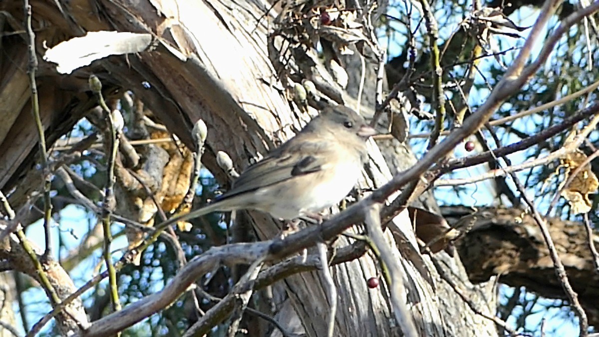 Dark-eyed Junco - ML646332313