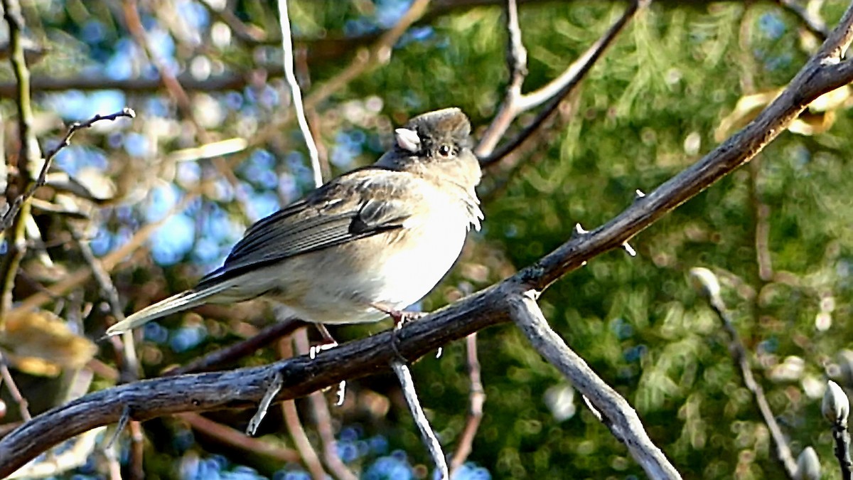 Dark-eyed Junco - ML646332314
