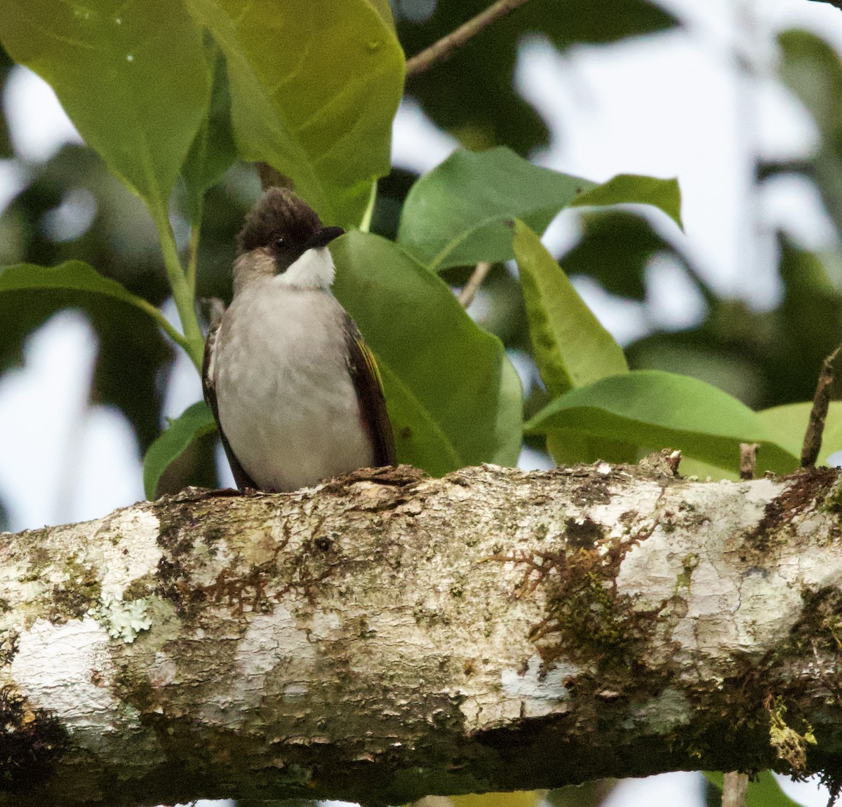 Ashy Bulbul - ML646332315