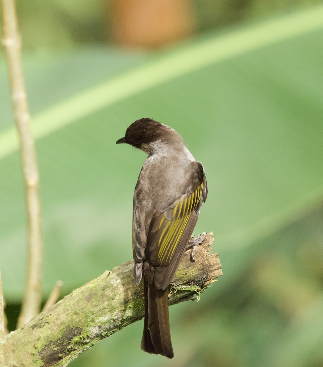 Ashy Bulbul - ML646332316
