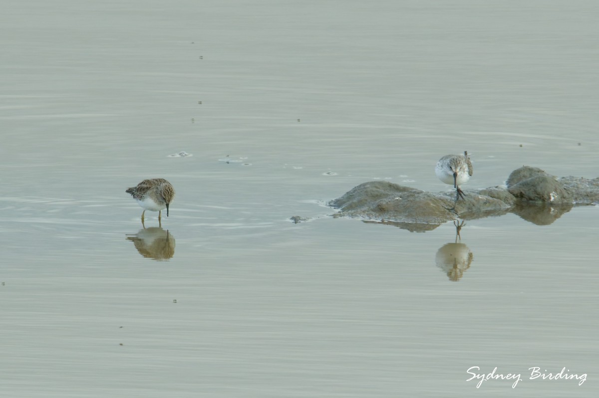 Least Sandpiper - ML646332317