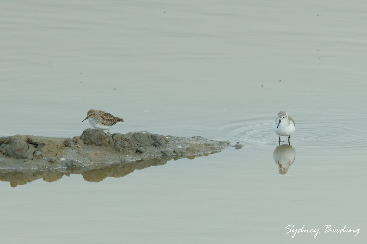 Least Sandpiper - ML646332318
