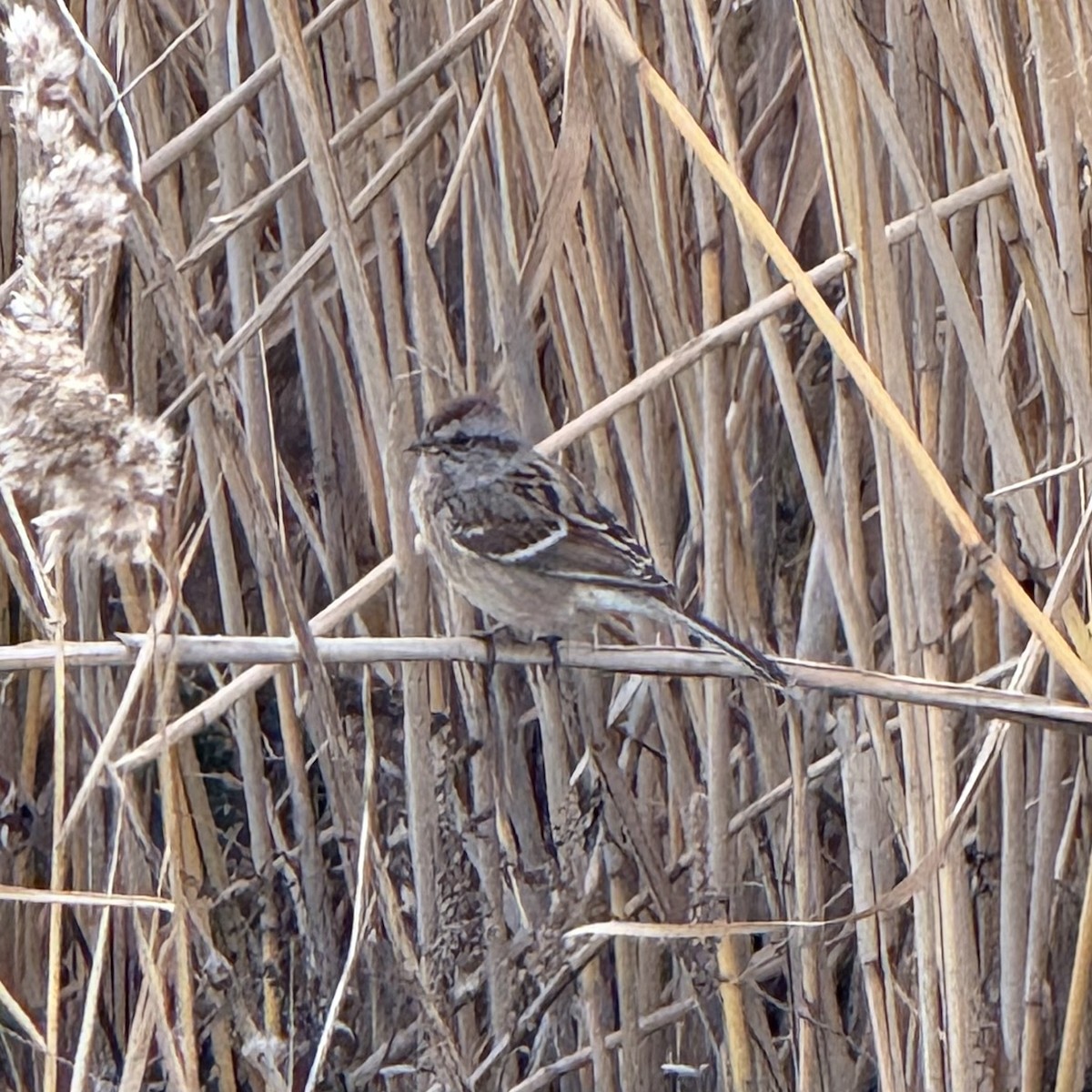American Tree Sparrow - ML646332319