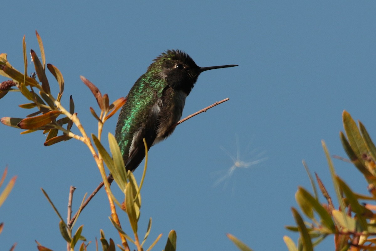 Anna's Hummingbird - ML646332320