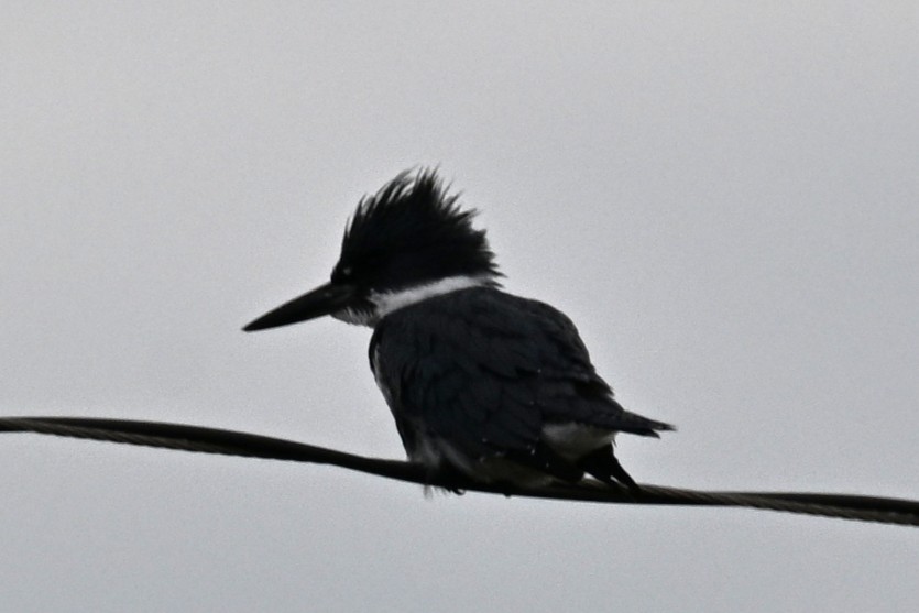 Belted Kingfisher - ML646332321