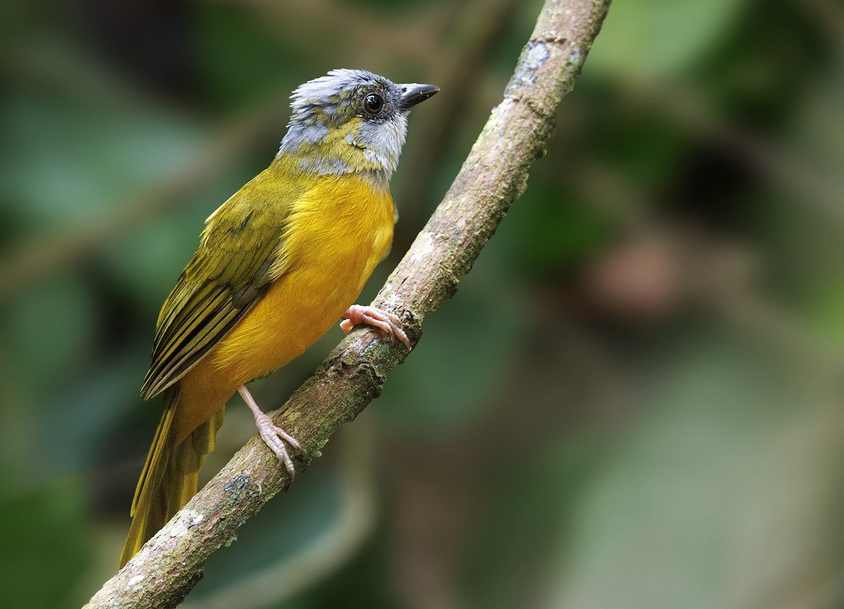 Gray-headed Tanager - ML646332322