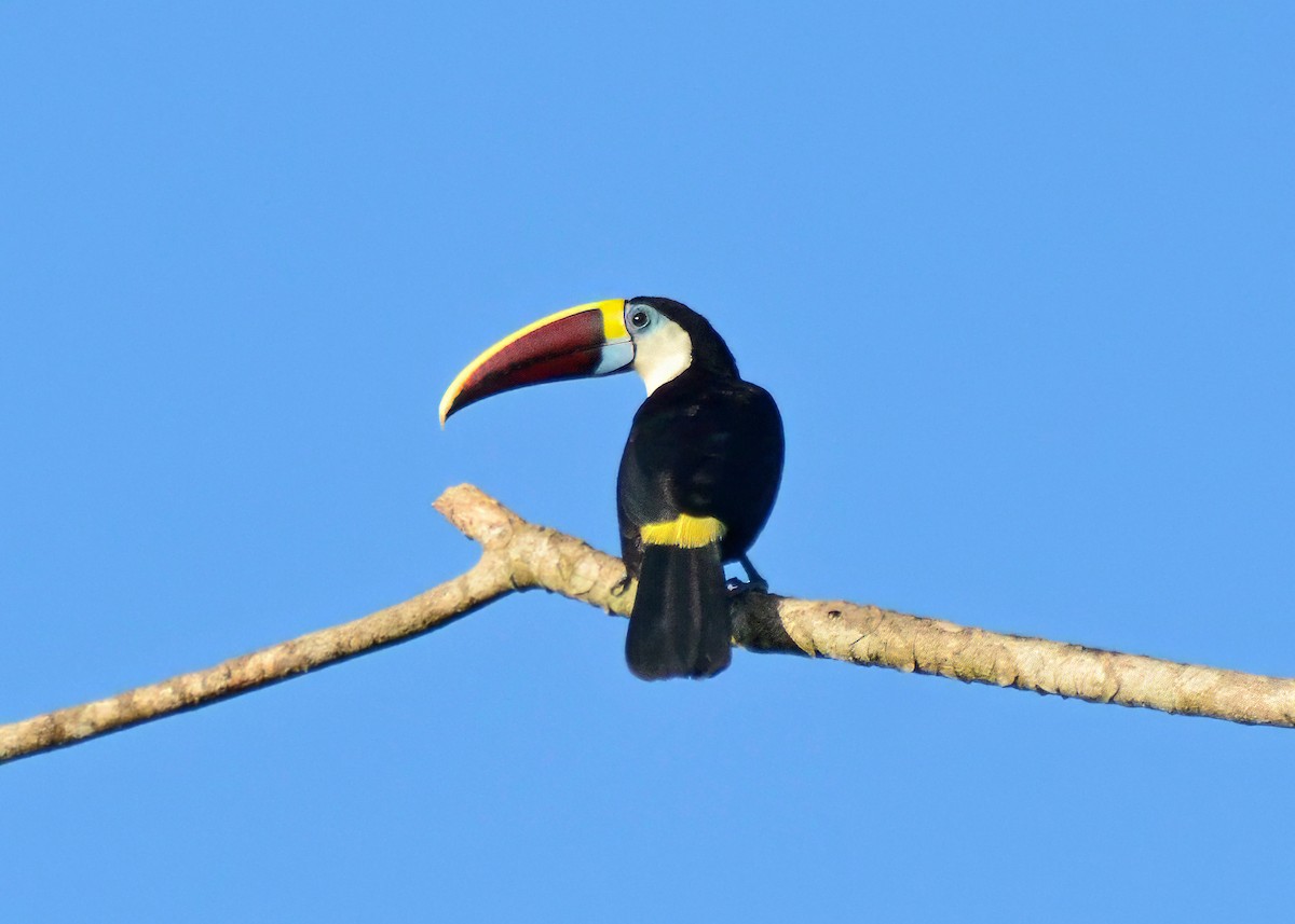 White-throated Toucan - ML646332324