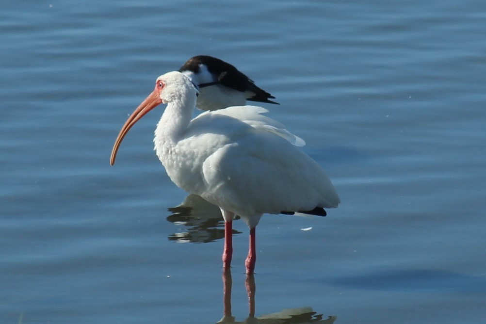 White Ibis - ML646332325
