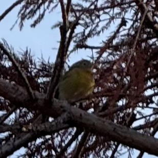 Nashville Warbler - ML646332326