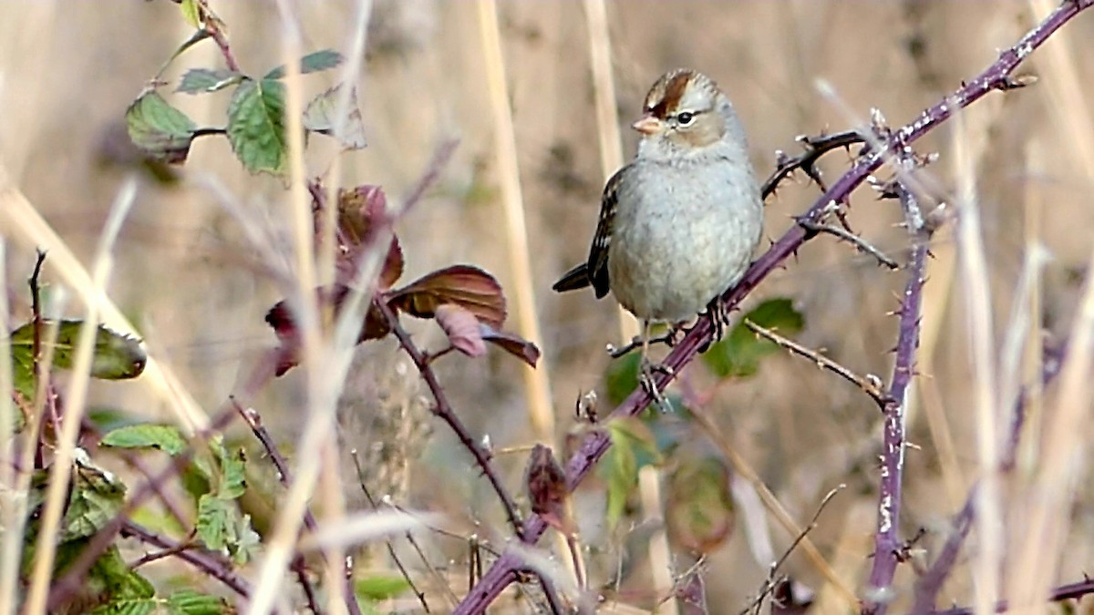 White-crowned Sparrow - ML646332327