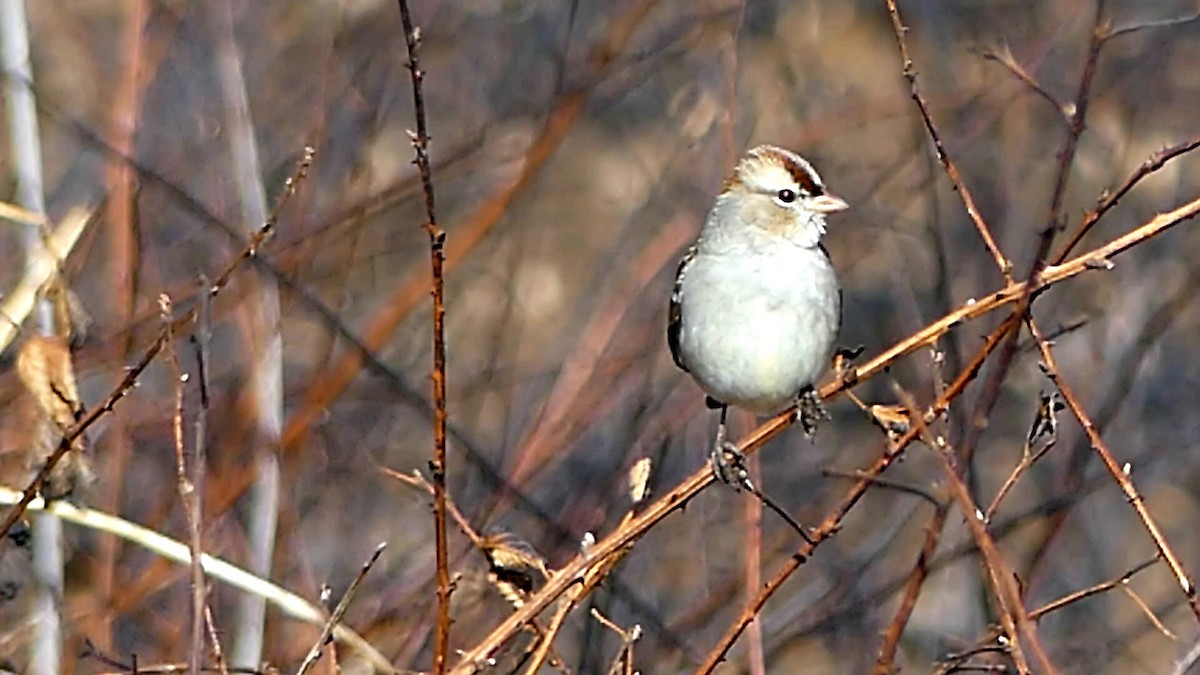 White-crowned Sparrow - ML646332328