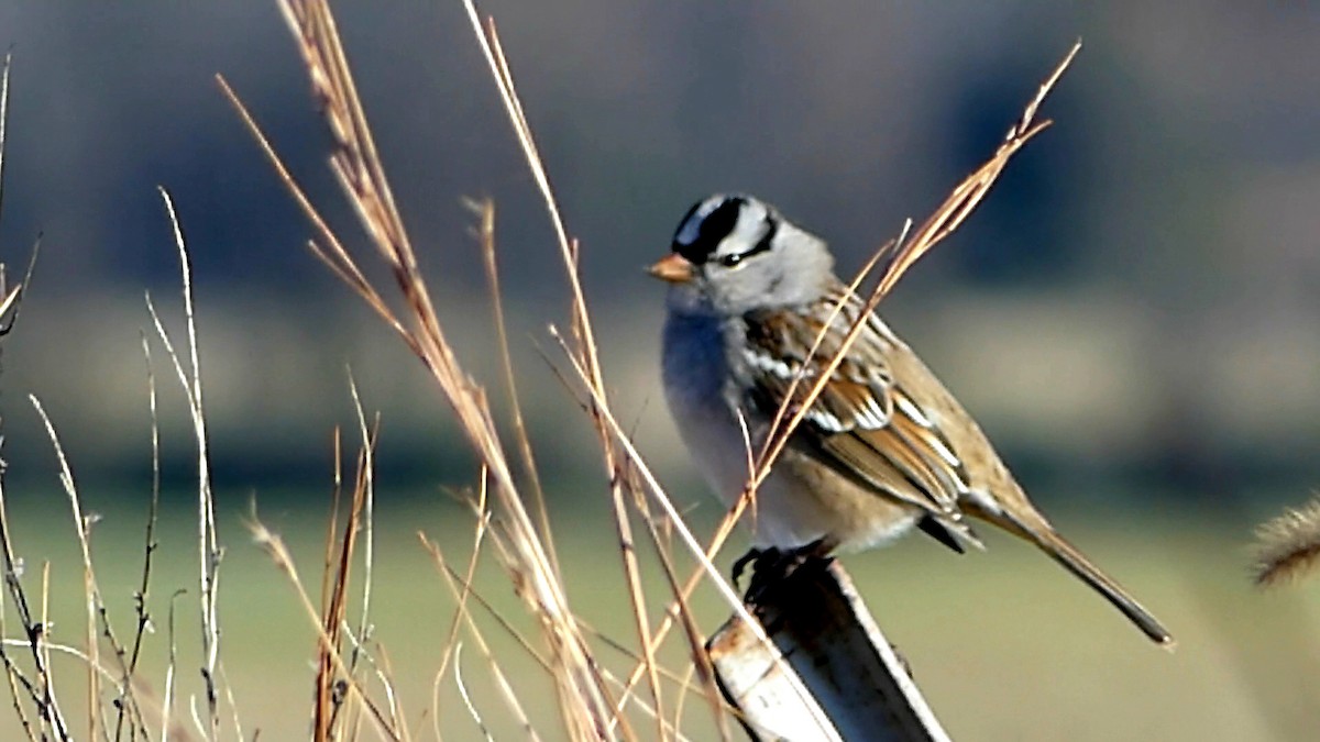 White-crowned Sparrow - ML646332329