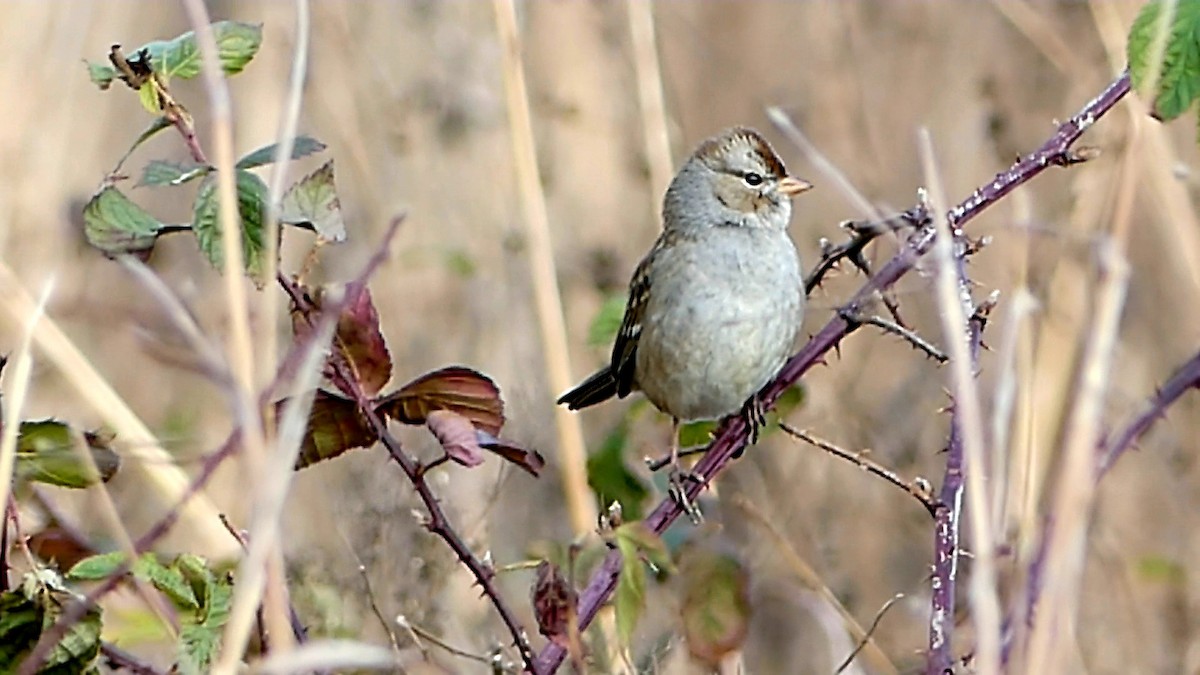 White-crowned Sparrow - ML646332330