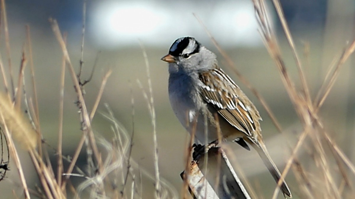 White-crowned Sparrow - ML646332331