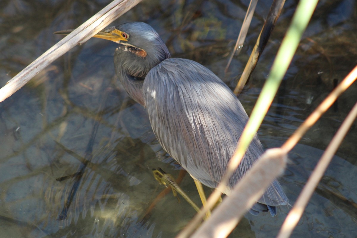 Tricolored Heron - ML646332334