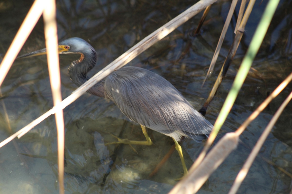 Tricolored Heron - ML646332336