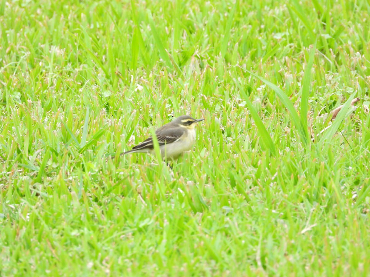 Eastern Yellow Wagtail - ML646332337