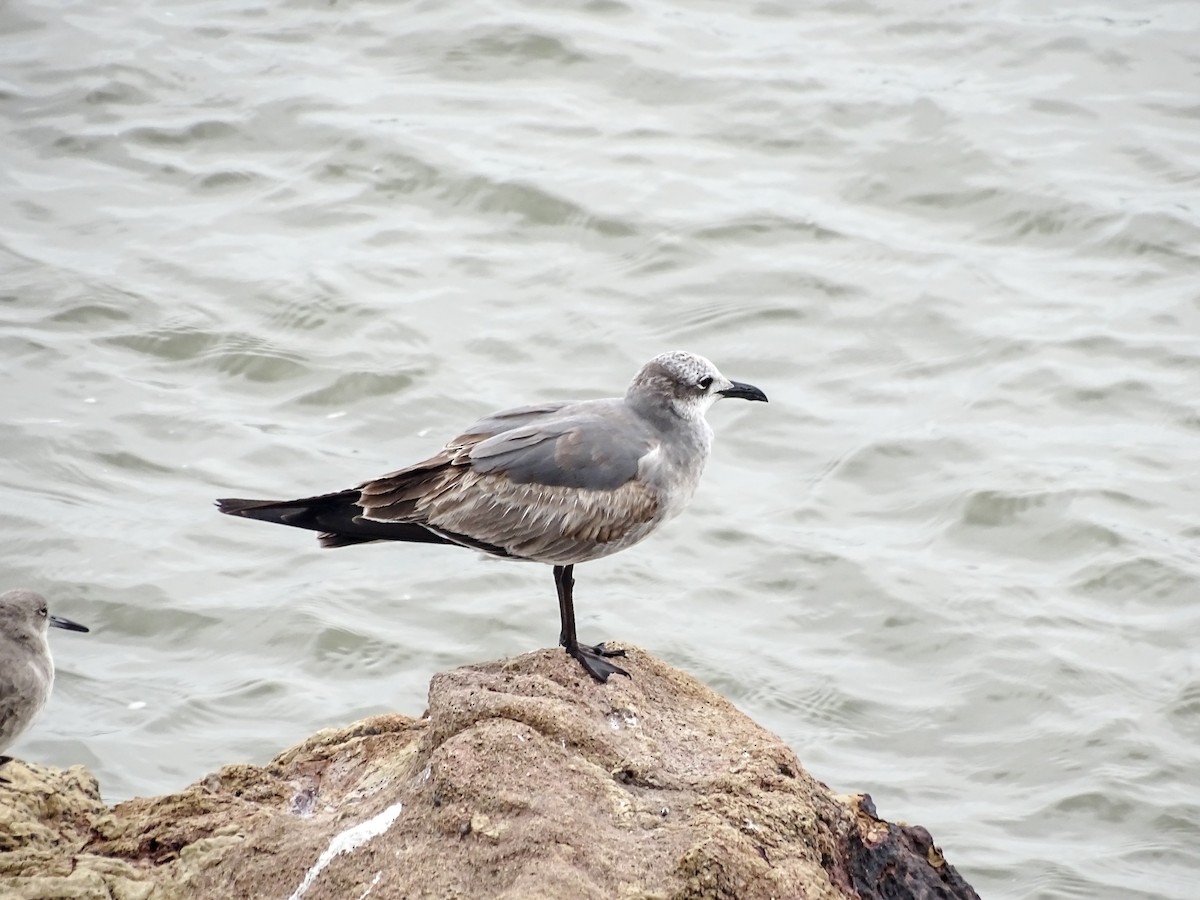 ワライカモメ - ML646332338