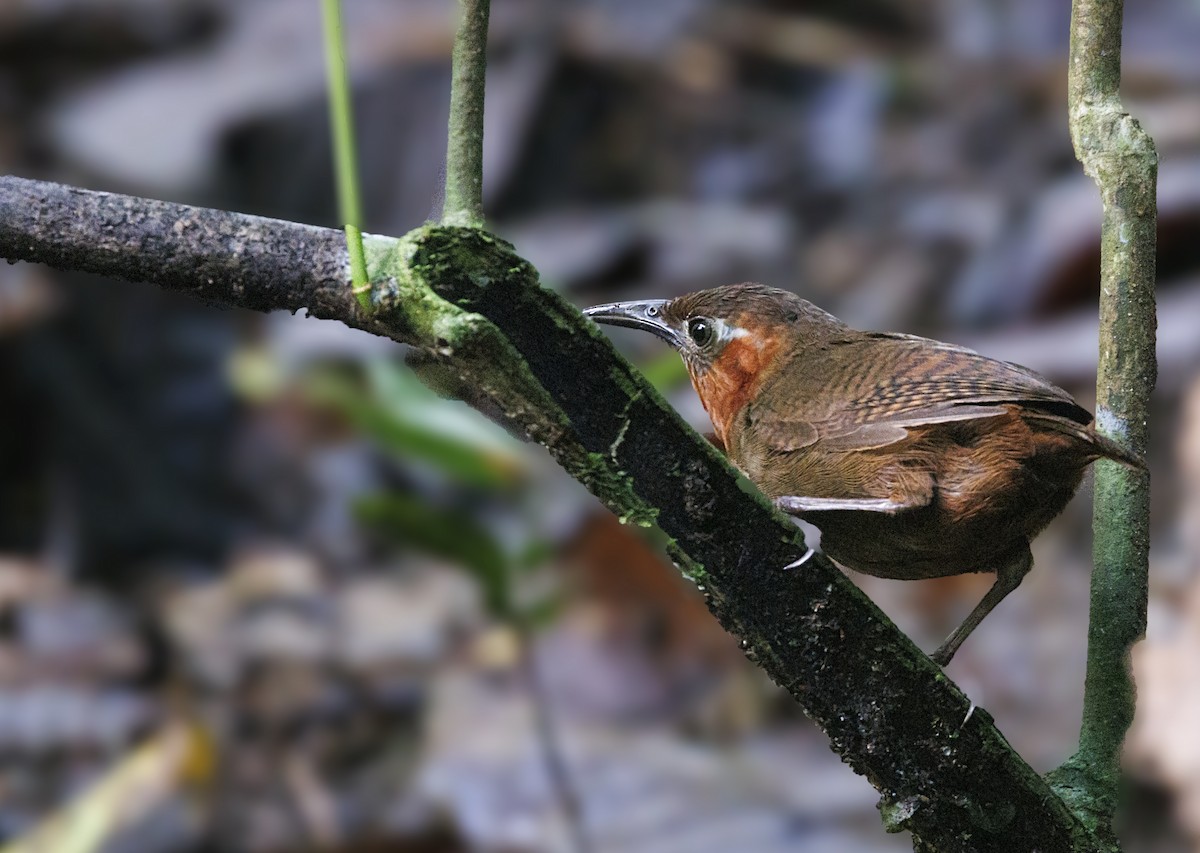 Song Wren - ML646332340