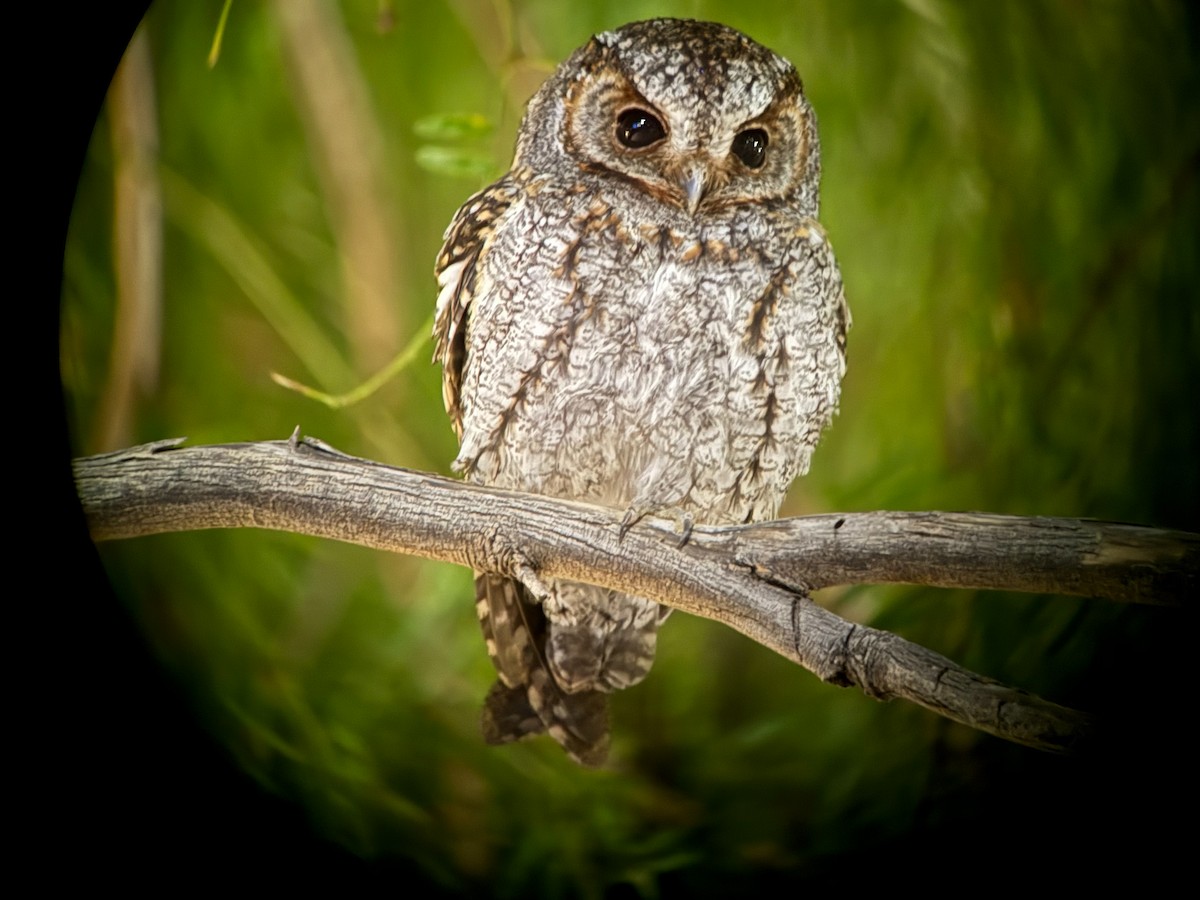 Flammulated Owl - ML646332341