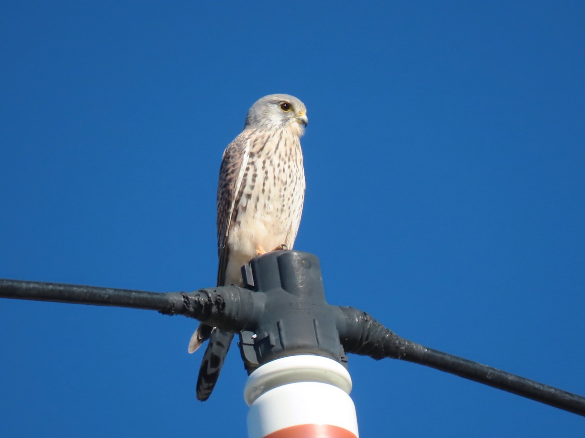 Eurasian Kestrel - ML646332344