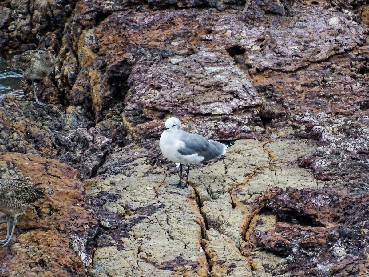 ワライカモメ - ML646332347