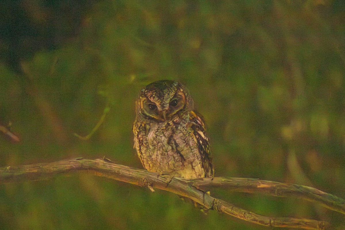 Flammulated Owl - ML646332348