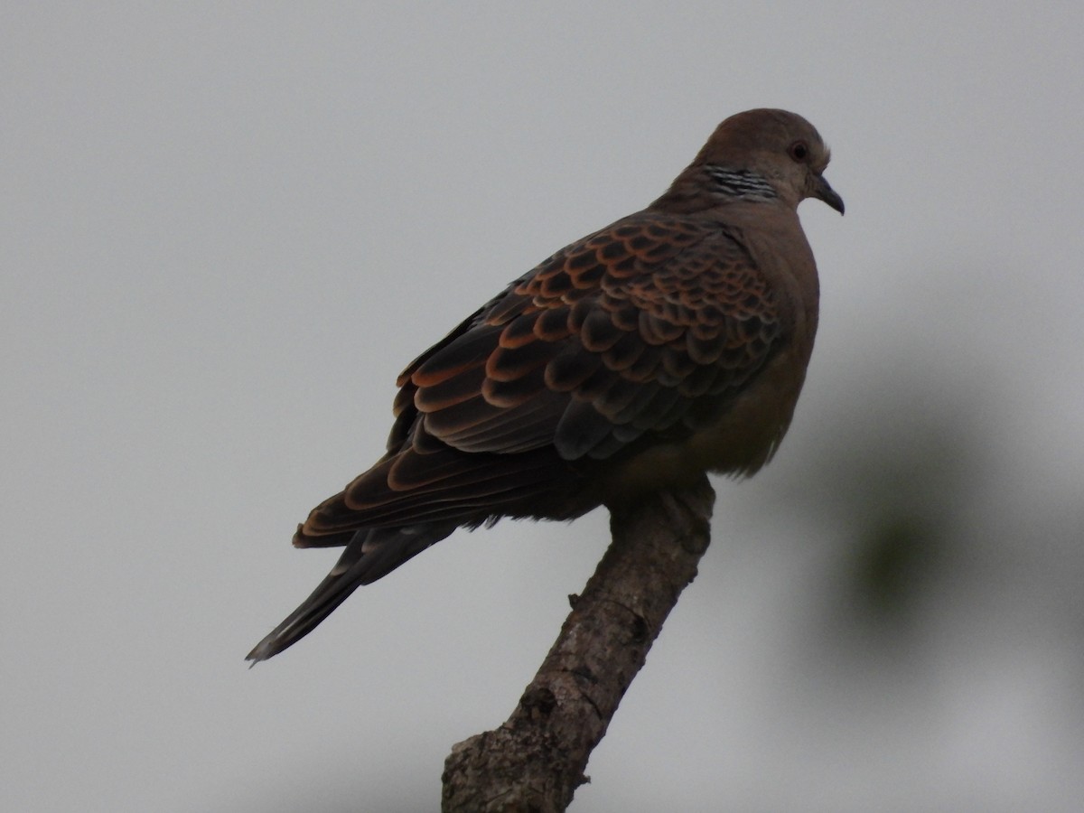 Oriental Turtle-Dove - ML646332351
