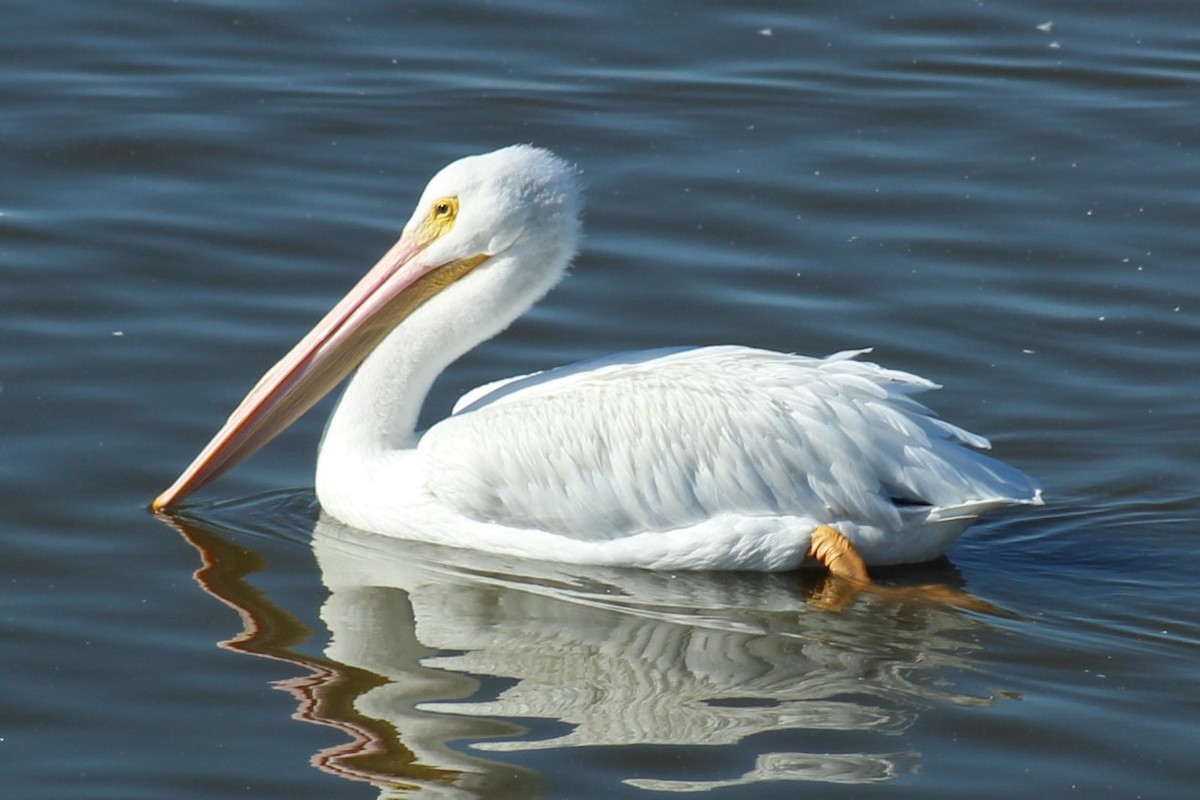 American White Pelican - ML646332355