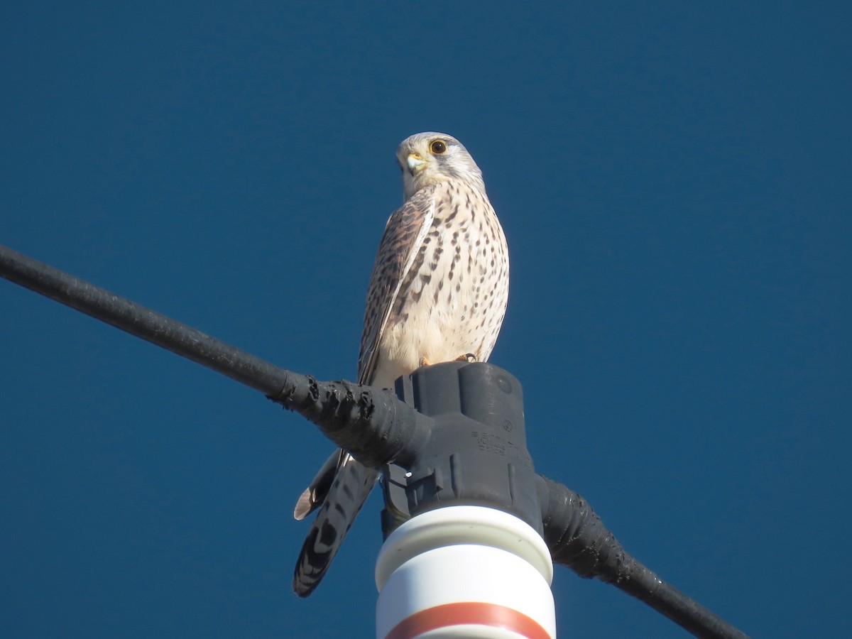 Eurasian Kestrel - ML646332356