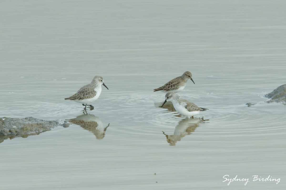 Least Sandpiper - ML646332362