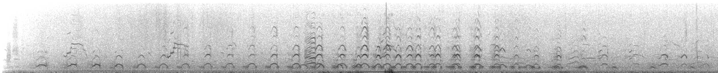 Western Gull - ML646332363