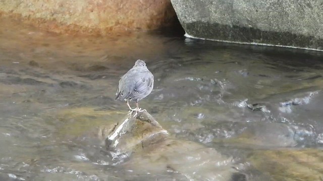 American Dipper (Northern) - ML646332365