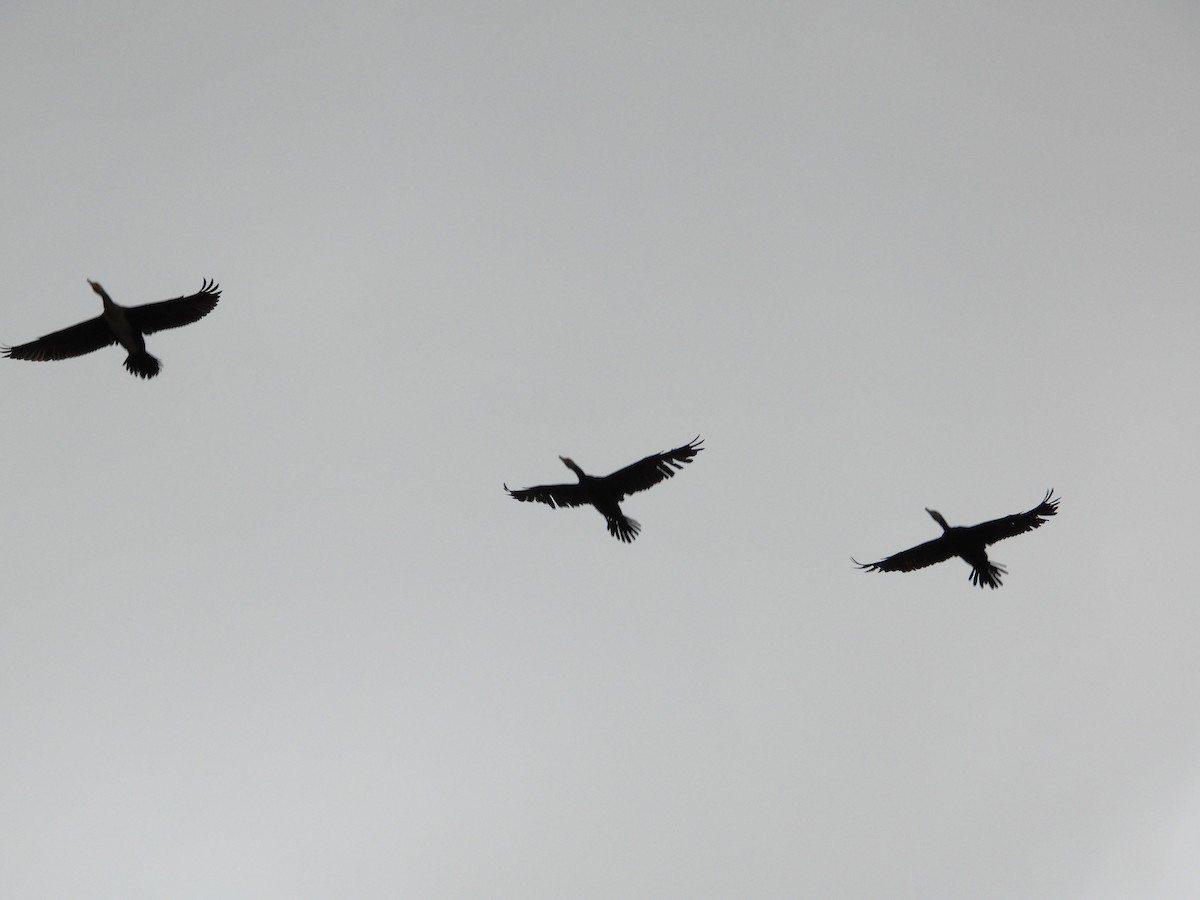 Cormorán Grande - ML646332366