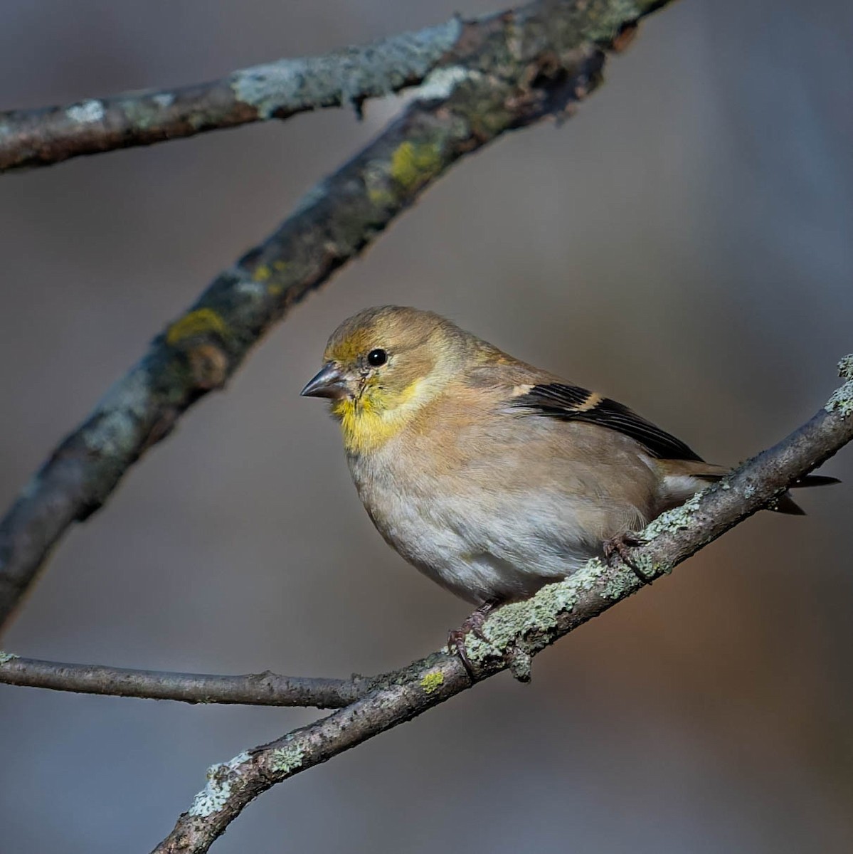 American Goldfinch - ML646332369