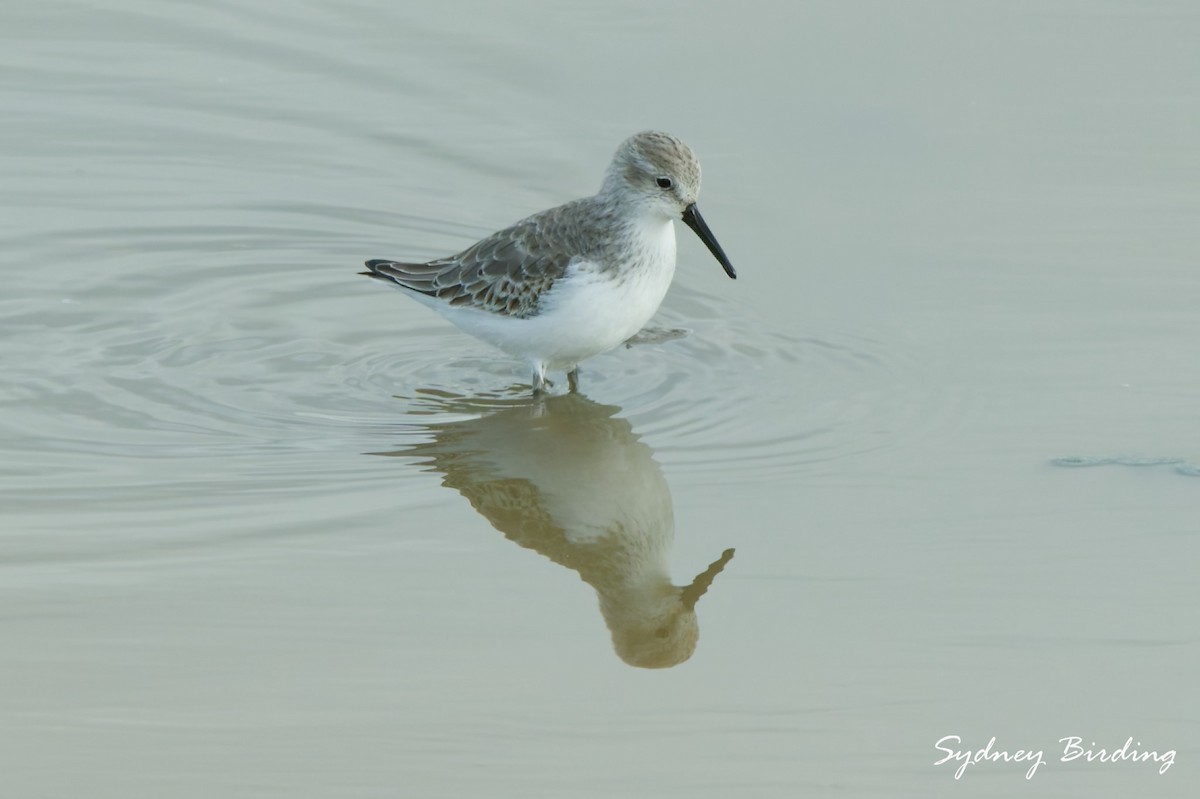 西濱鷸 - ML646332370